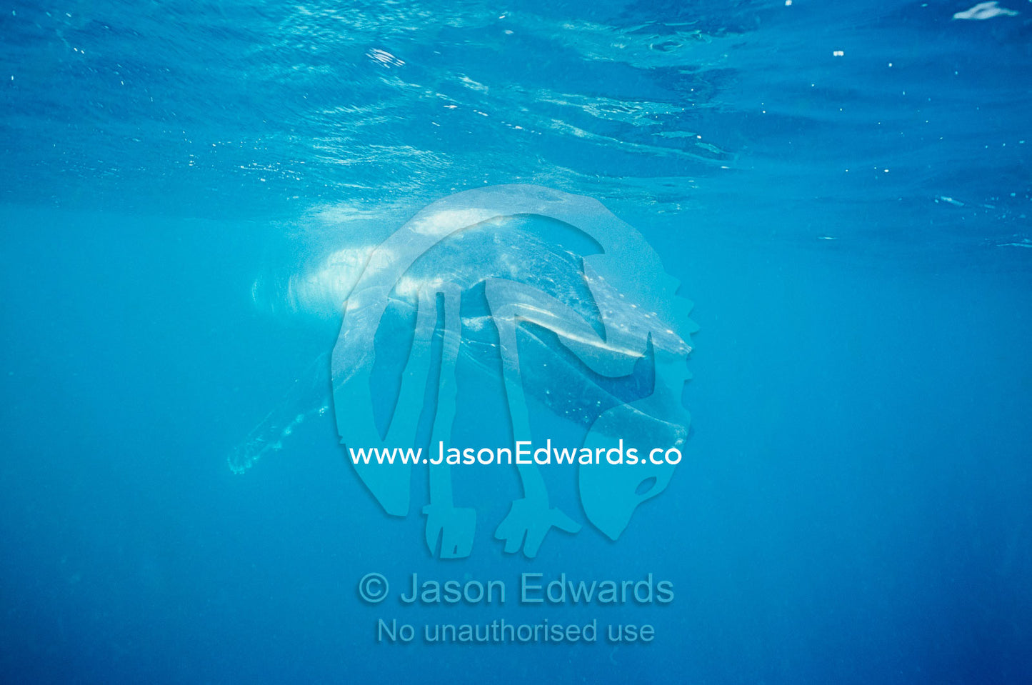 A Humpback Whale calf swimming with it's mouth open below the surface. Eden, New South Wales, Australia.