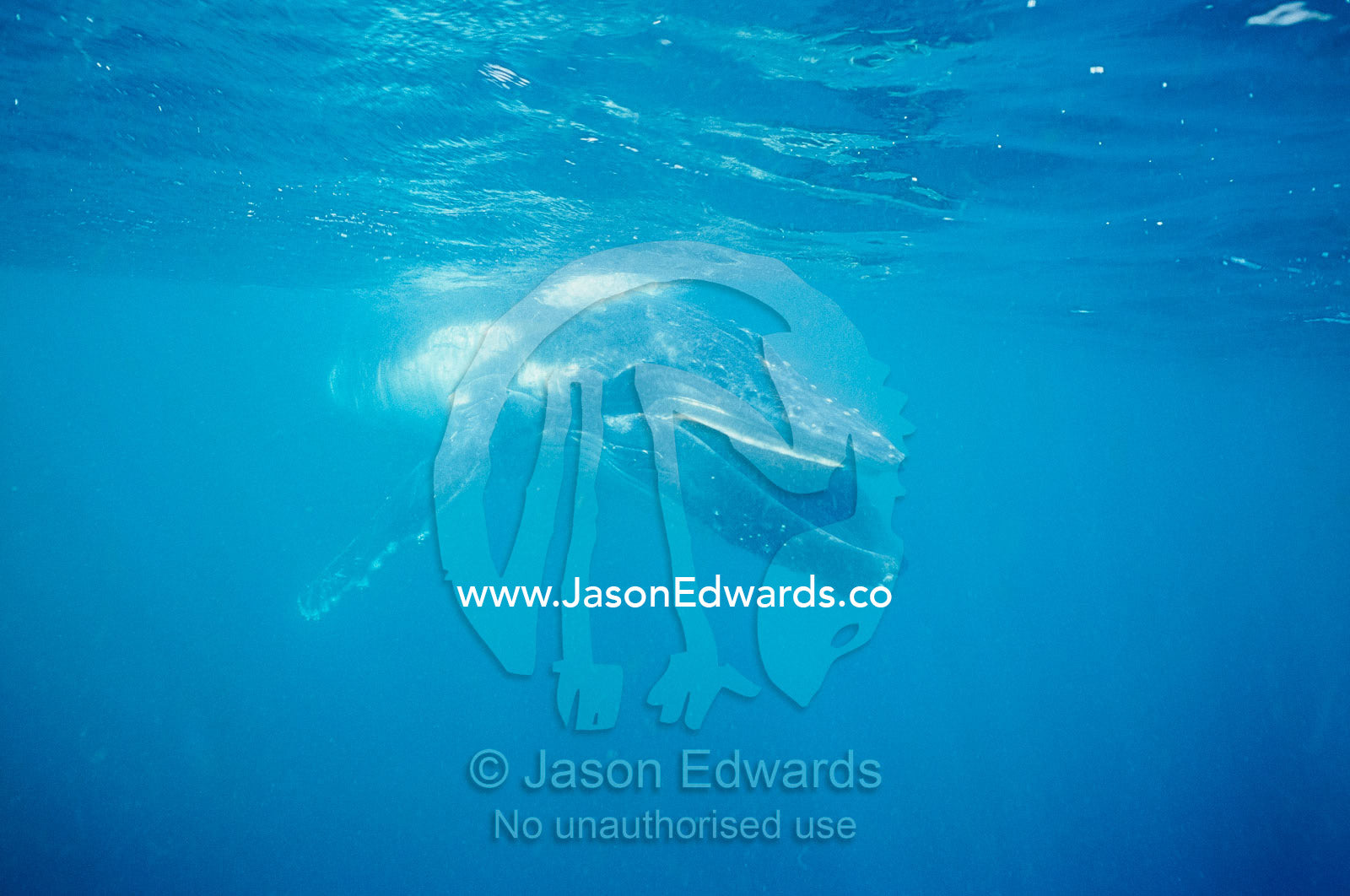 A Humpback Whale calf swimming with it's mouth open below the surface. Eden, New South Wales, Australia.