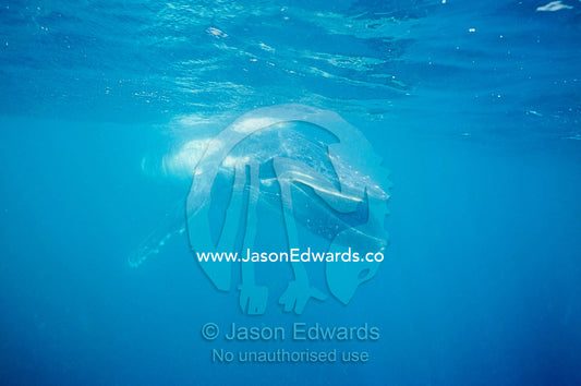 A Humpback Whale calf swimming with it's mouth open below the surface. Eden, New South Wales, Australia.
