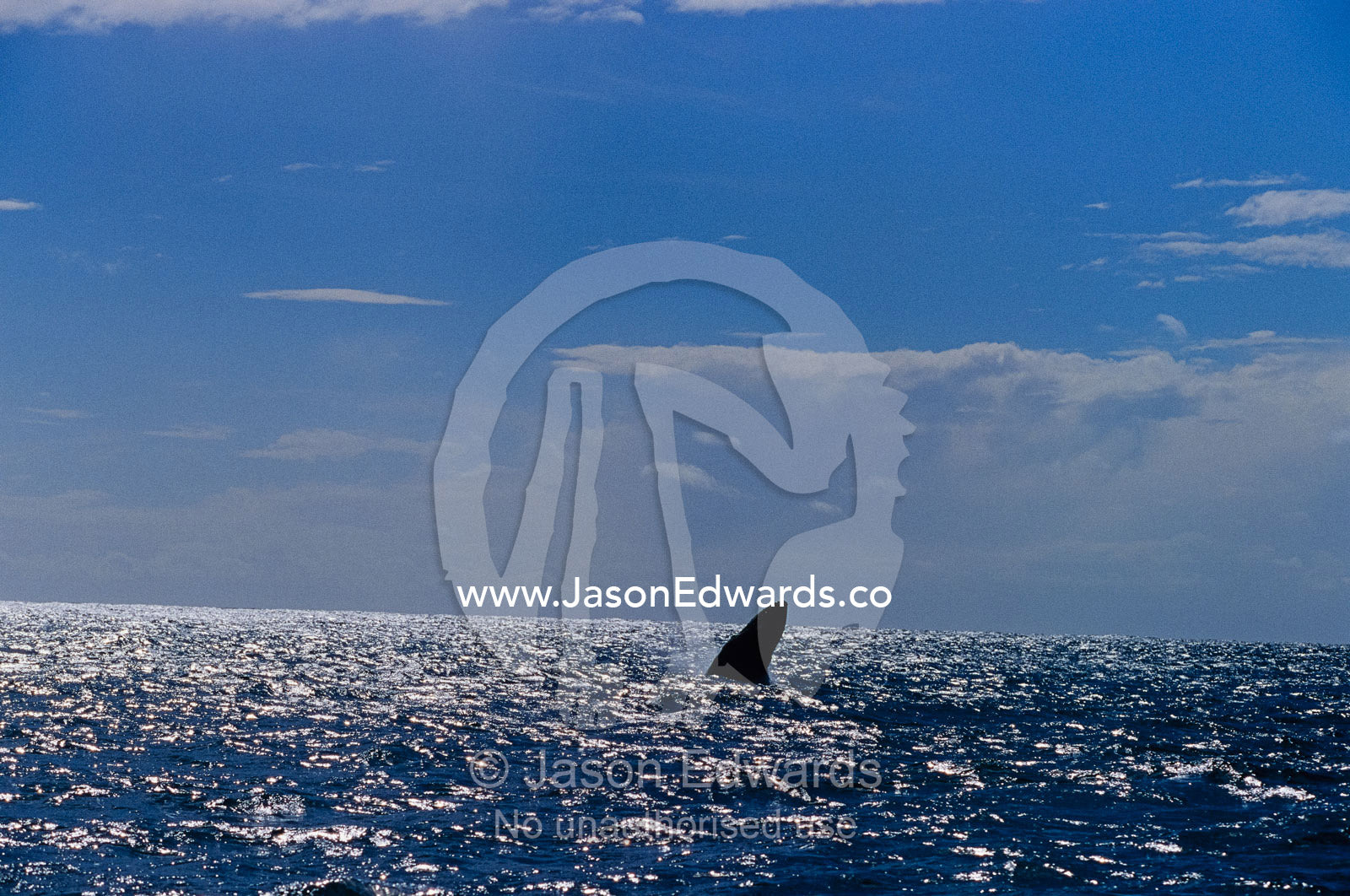 A Humpback Whale spy hopping and breaching in a vast ocean. Green Cape, New South Wales, Australia.