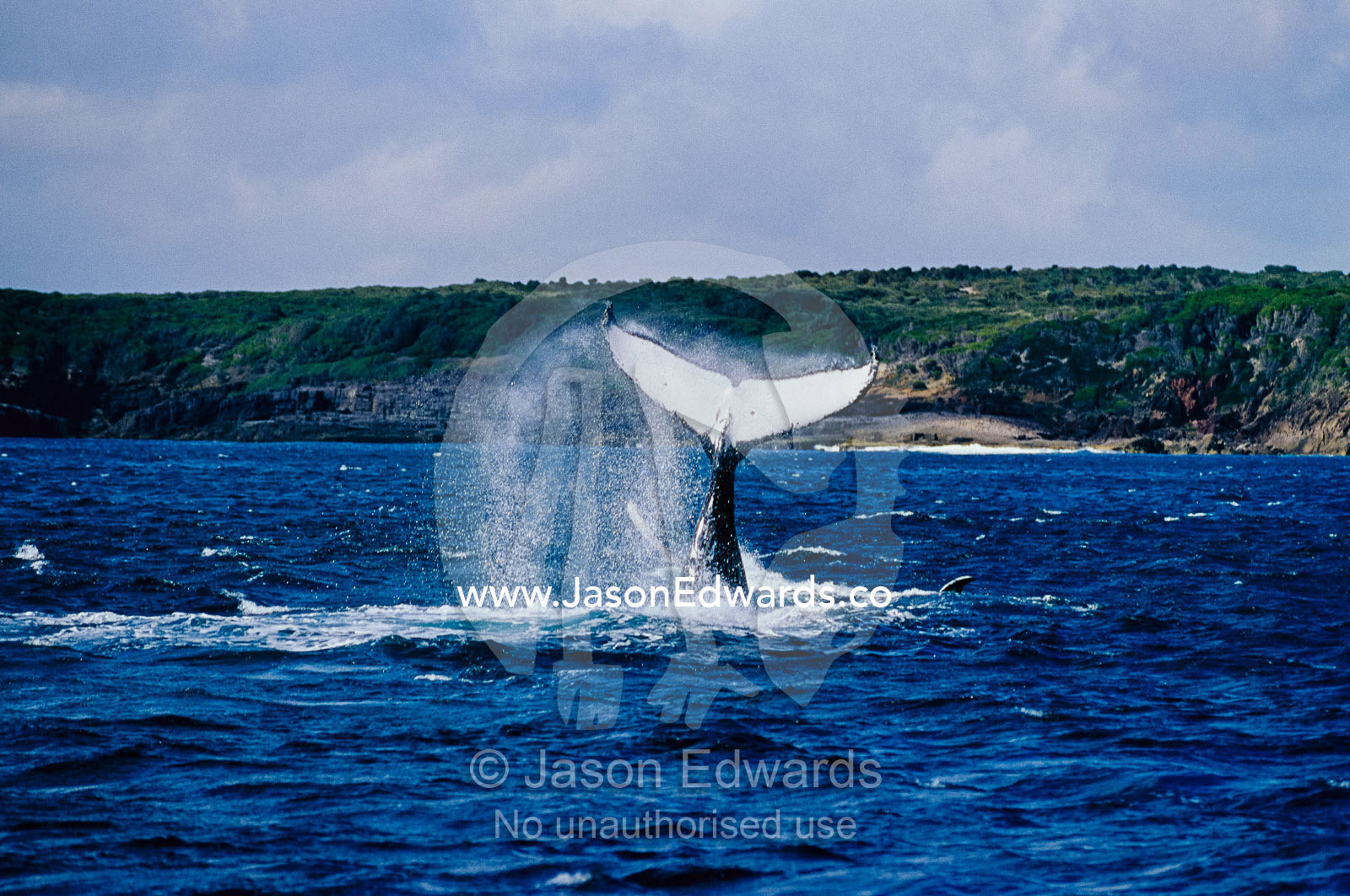 Spray flies from a Humpback Whales tail flukes as it slaps them against the ocean. Eden, New South Wales, Australia.
