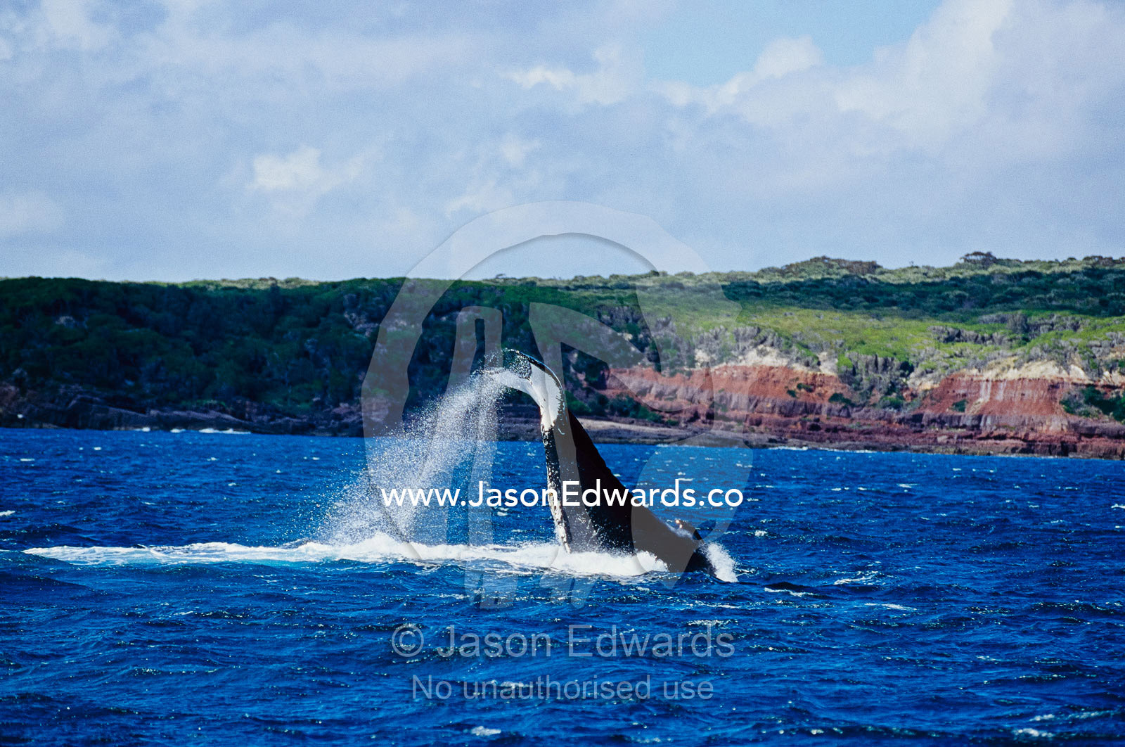 Spray flies from a Humpback Whales tail flukes as it slaps them against the ocean. Eden, New South Wales, Australia.