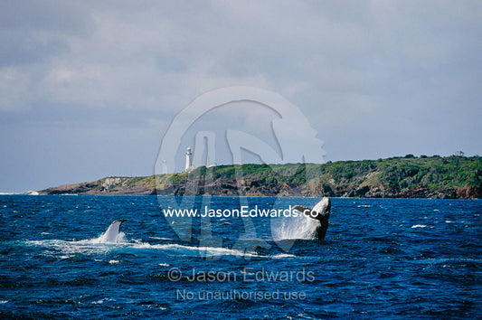 A pair of Humpback Whales breaching in front of a lighthouse on a headland. Green Cape, New South Wales, Australia.