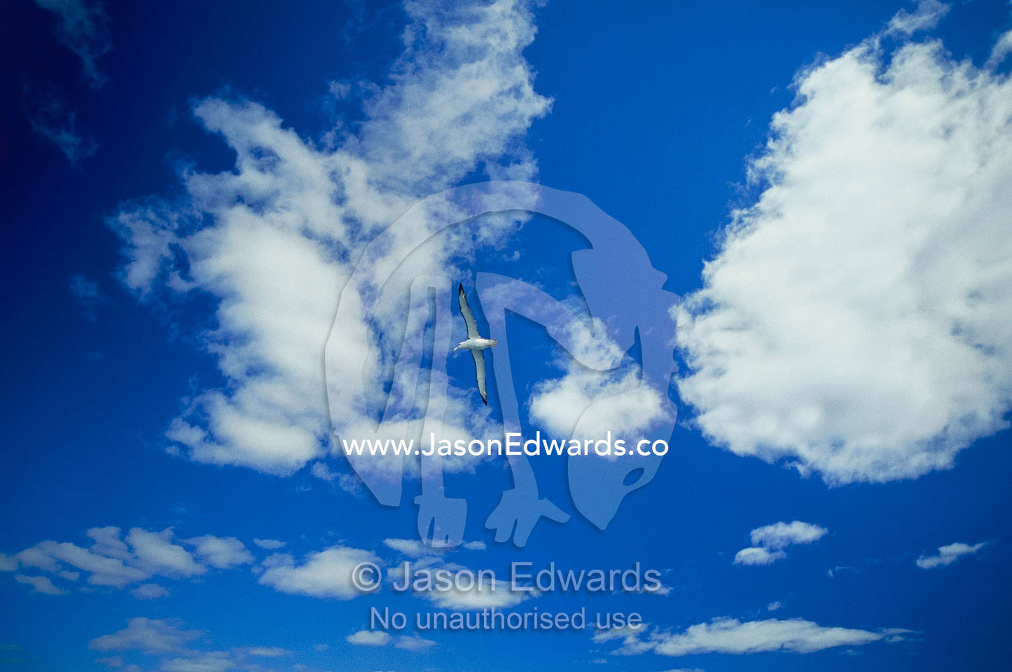 A shy albatross flying in blue skies over the Continental shelf. Continental shelf off of Eden, New South Wales, Australia.
