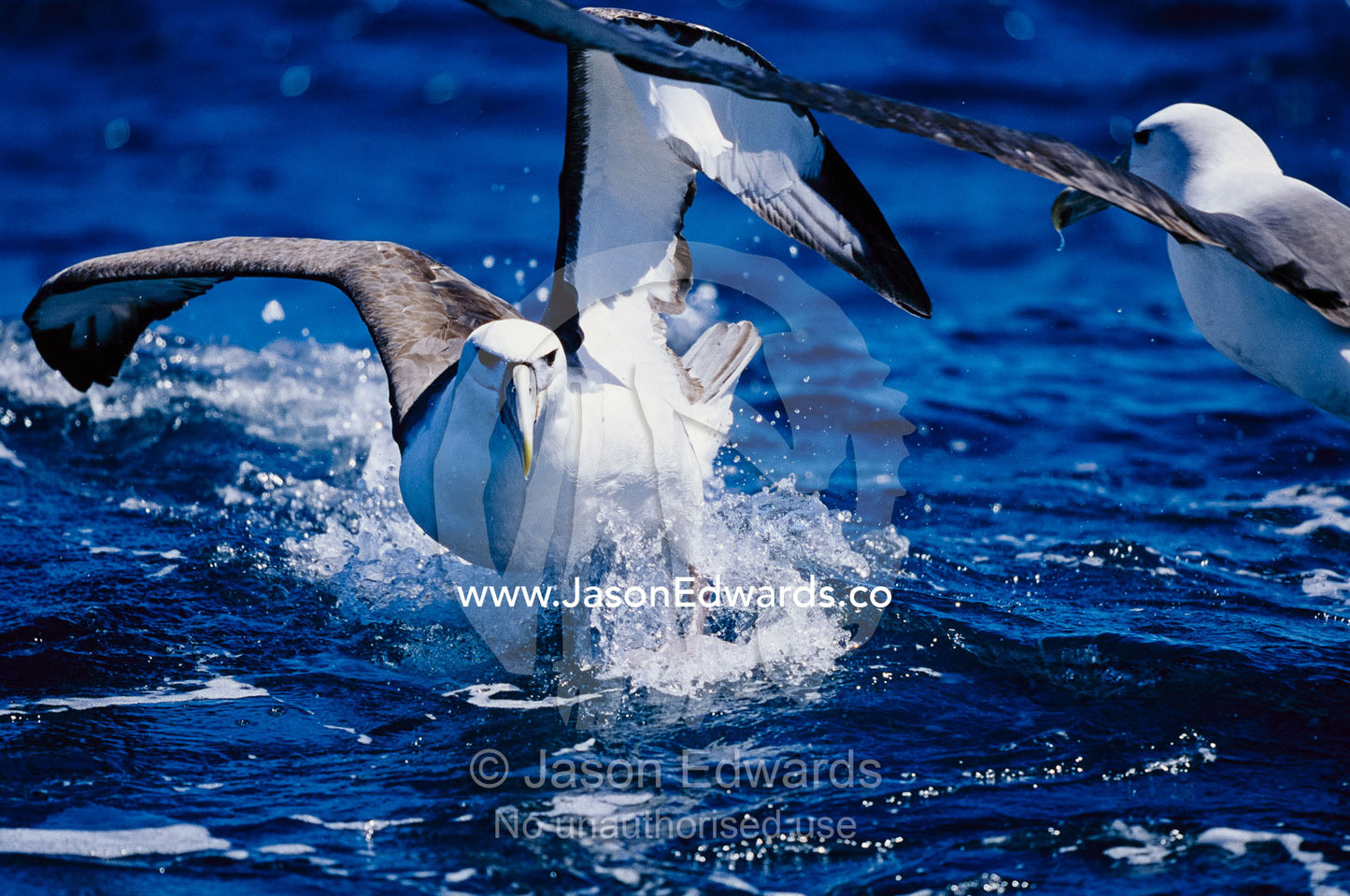A shy albatross running on water to take off into flight. Continental shelf off of Eden, New South Wales, Australia.