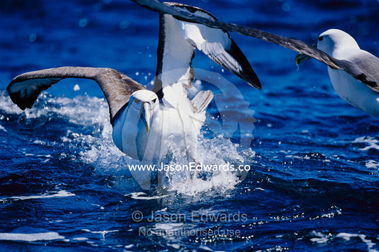 A shy albatross running on water to take off into flight. Continental shelf off of Eden, New South Wales, Australia.