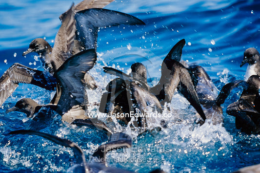 Wedge-tailed and short-tailed shearwaters fight for a bait ball. Eden, New South Wales, Australia.