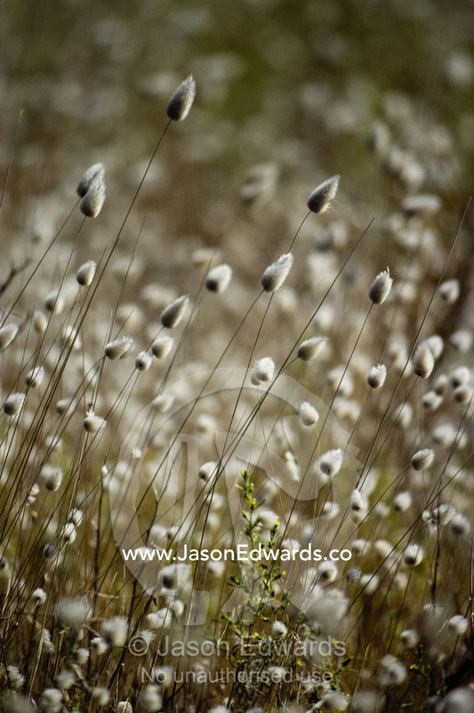 A close view of coastal grass seedlings. Coorong National Park, Australia.