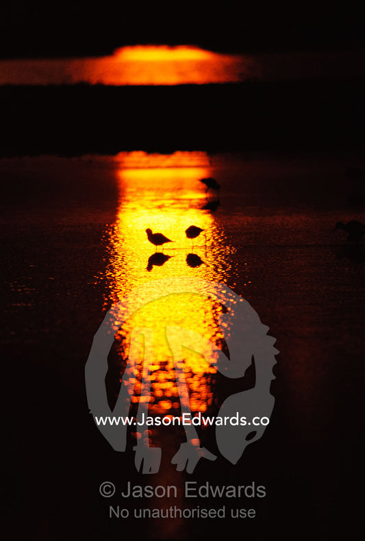 Silhouetted black winged stilts feed at sunset in Werribee Park. Victoria, Australia.