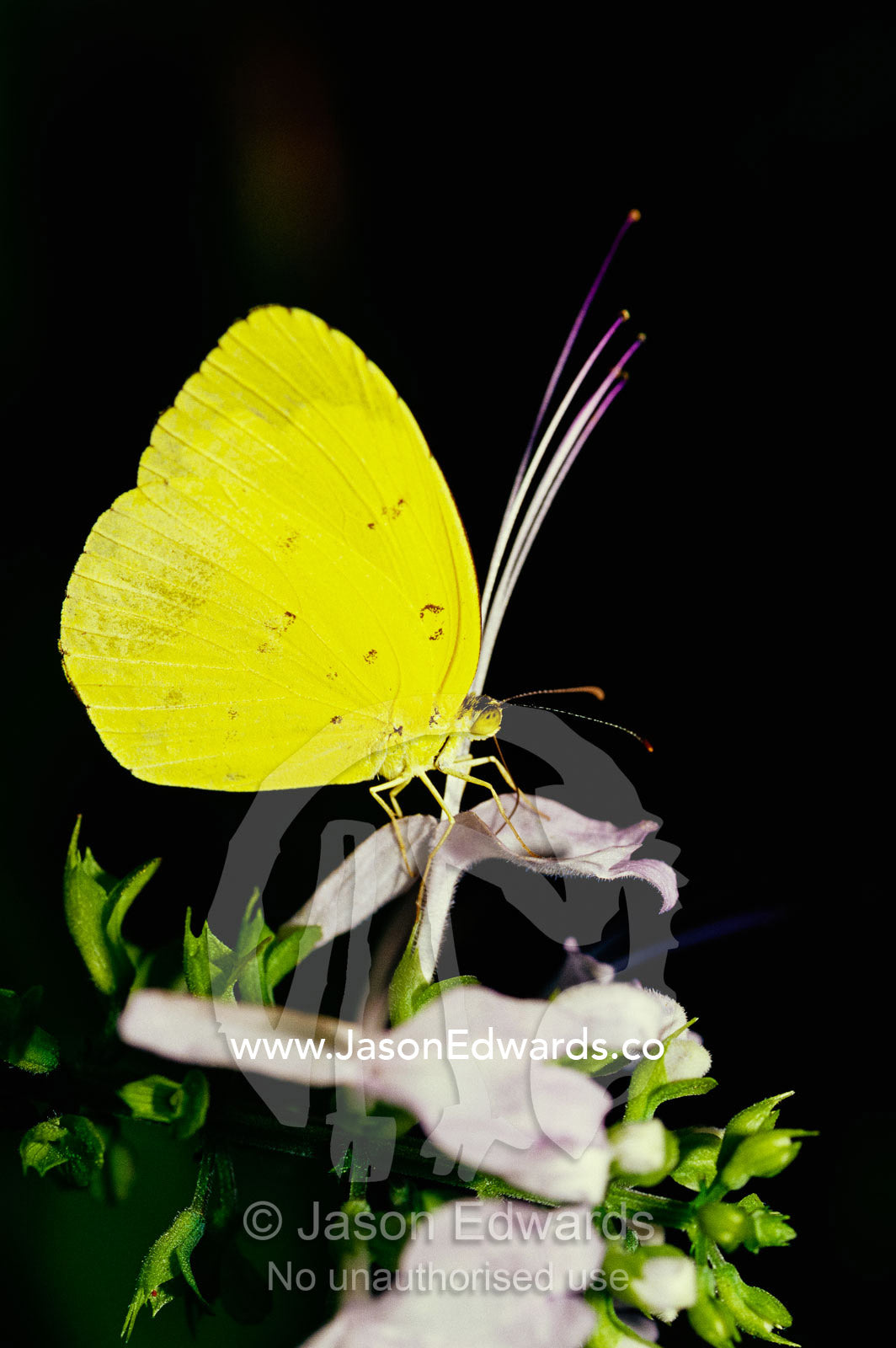 A common grass yellow butterfly feeds on a flower. Victoria, Australia.