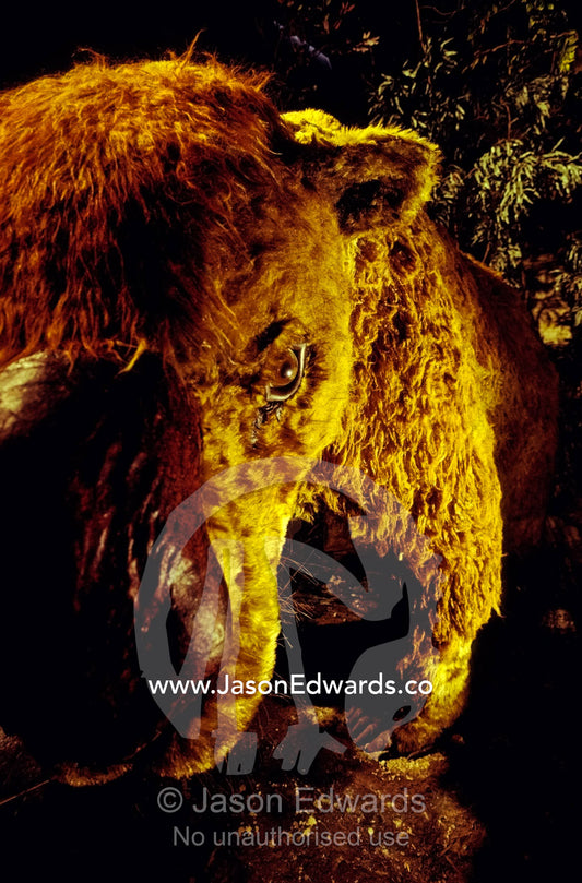 A stuffed replica of a  diprotodon at the Wonambi Fossil Center. Naracoorte, Australia.