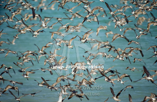 A flock of sandpipers and godwits fly over the ocean near Broome. Broome, Australia.