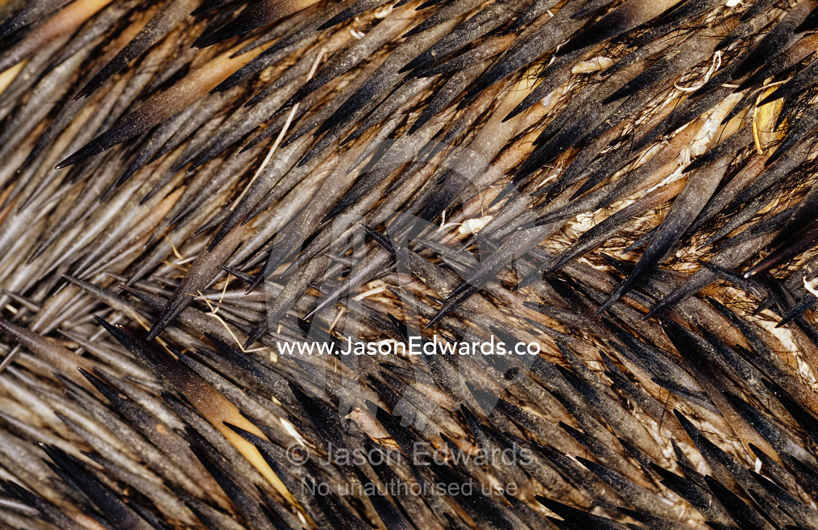 The detail of an echidna's spine quills. Queensland, Australia.