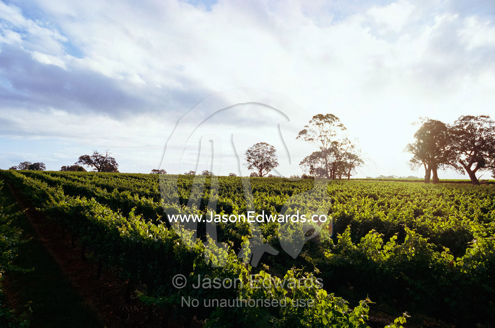 Twilight clouds over vineyards in Coonawarra, wine country. Coonawarra, South Australia.