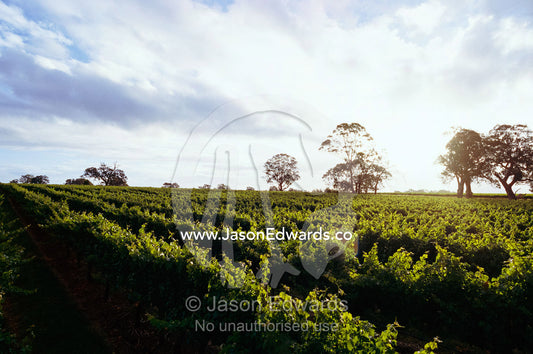 Twilight clouds over vineyards in Coonawarra, wine country. Coonawarra, South Australia.