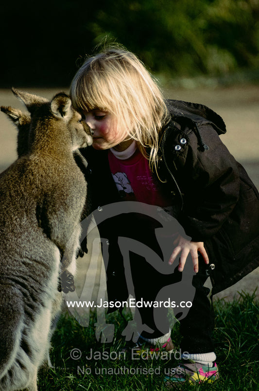 A child pressing noses with a pair of red necked wallabies. Healesville Sanctuary, Victoria, Australia.