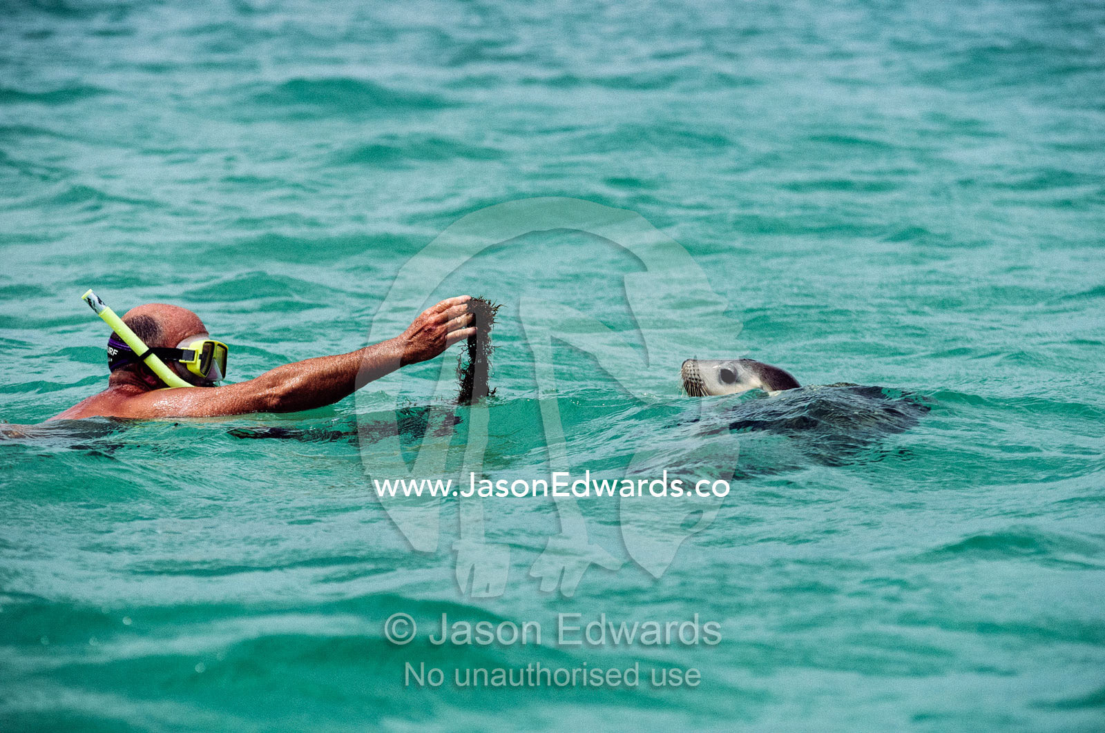 A diver tempts an Australian sea lion with a strand of seaweed. Jones Island, Bairds Bay, South Australia.