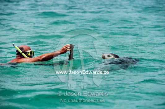 A diver tempts an Australian sea lion with a strand of seaweed. Jones Island, Bairds Bay, South Australia.