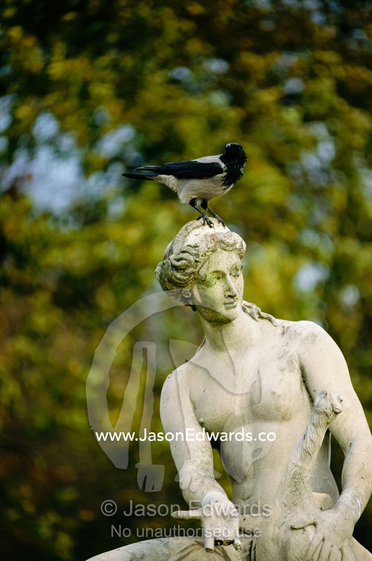 A bird perched on the head of a statue. Sans Souci Palace Park, Potsdam Brandenburg, Germany.