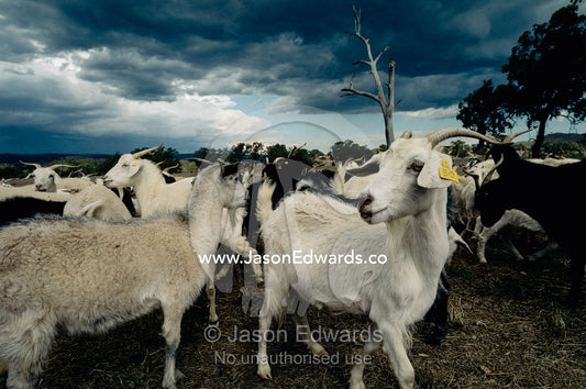 A herd of goats on a farm under a stormy sky. Victoria, Australia.