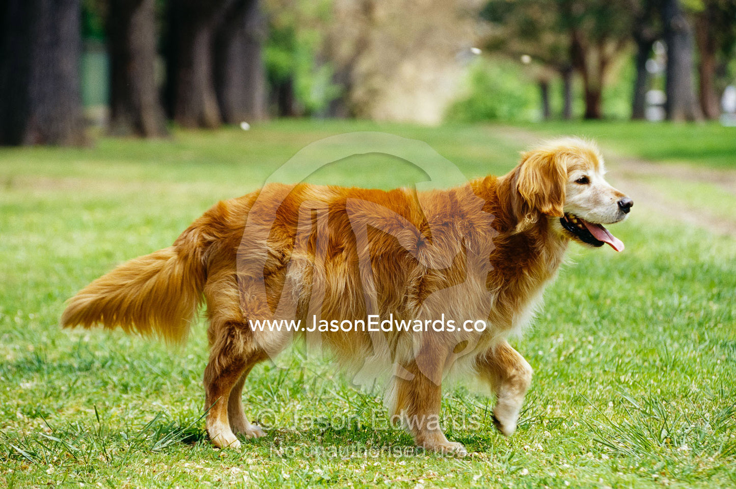 A golden retriever named Teddy panting. North Carlton, Victoria, Australia.