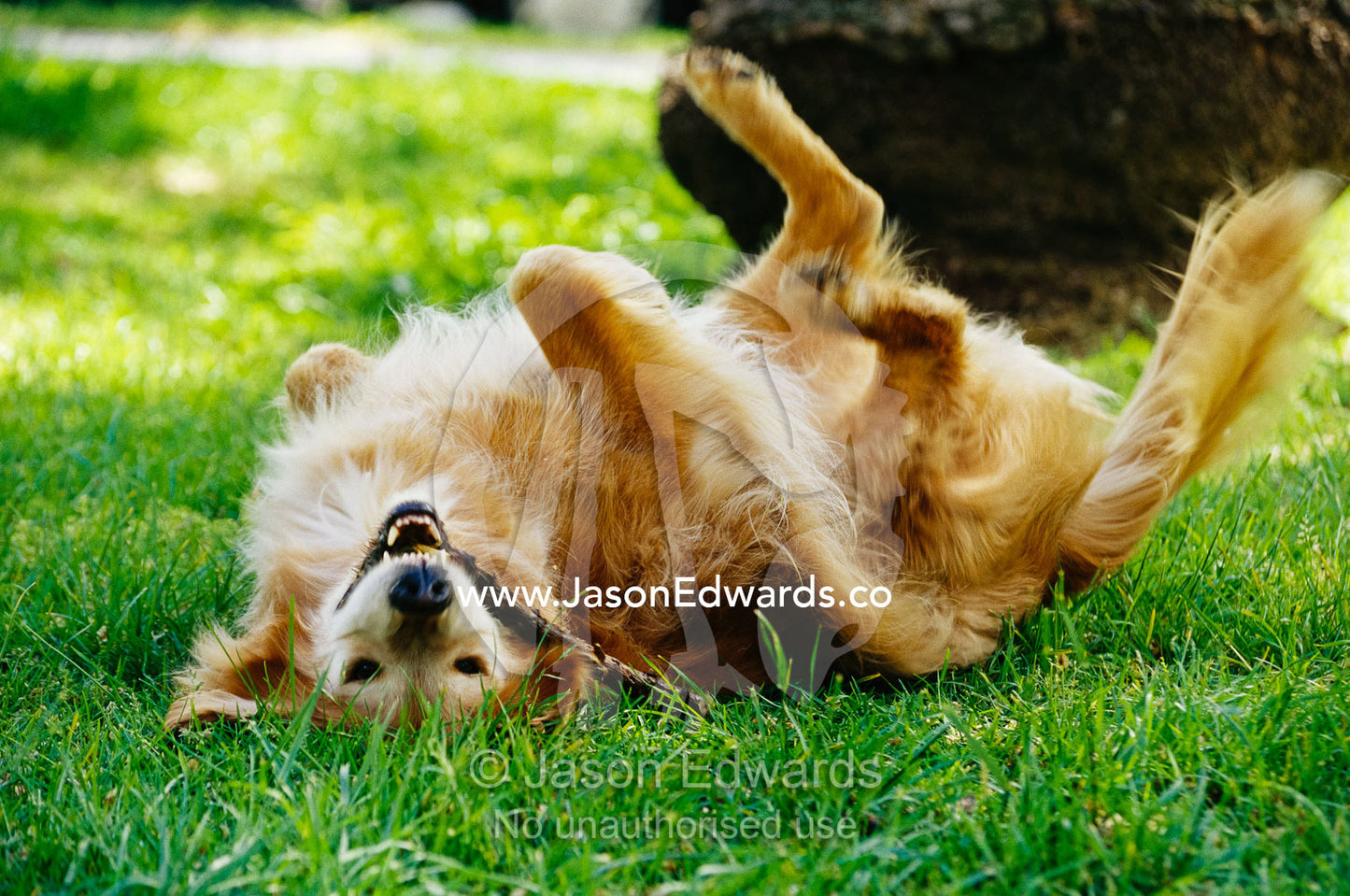 A golden retriever named Teddy rolling around playfully. North Carlton, Victoria, Australia.