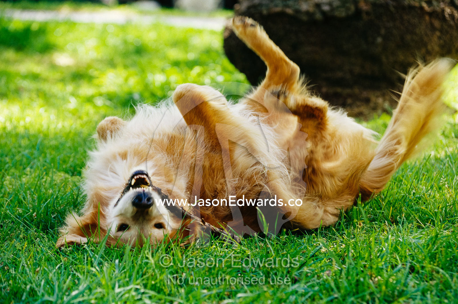 A golden retriever named Teddy rolling around playfully. North Carlton, Victoria, Australia.