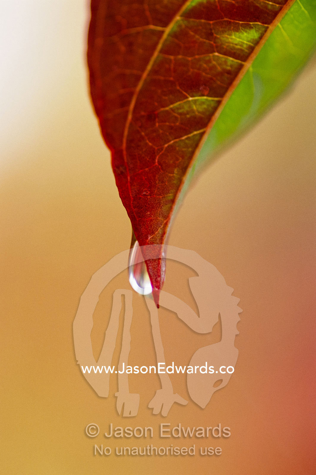 A raindrop clinging to the tip of a dogwood leaf in autumn. Jamieson, Victoria, Australia.