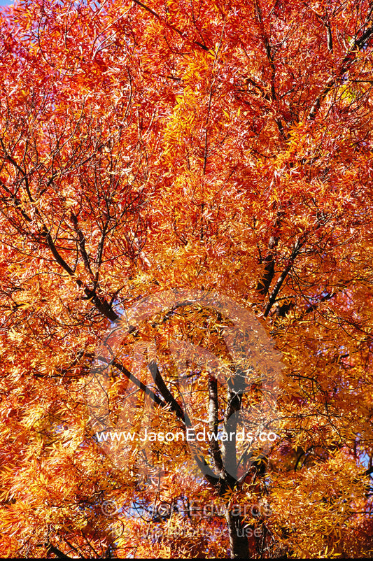 A claret ash tree in it's autumn colors. Jamieson, Victoria, Australia.