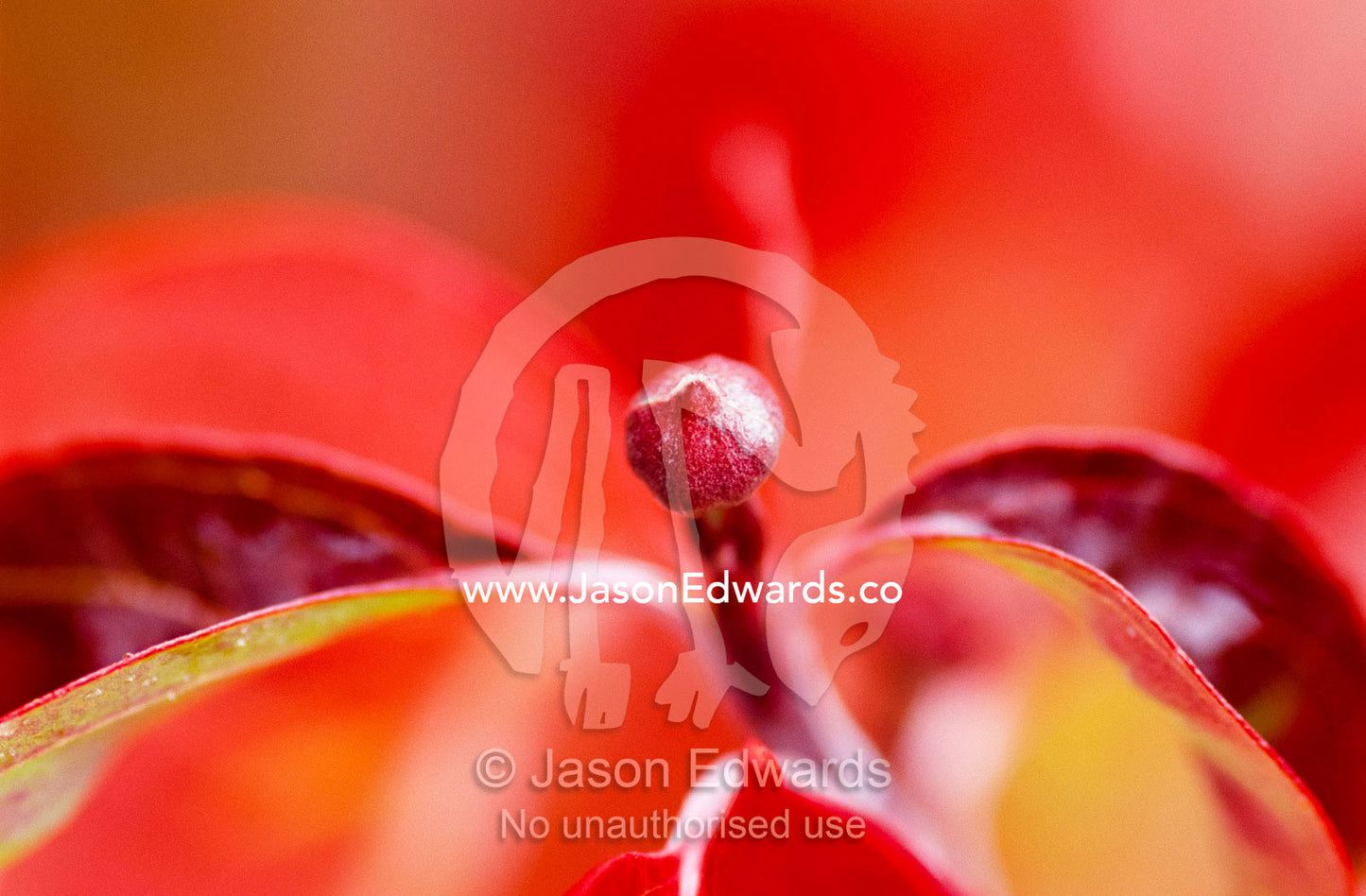 A close view of dogwood bud and leaf in autumn color. Jamieson, Victoria, Australia.