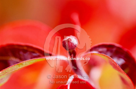 A close view of dogwood bud and leaf in autumn color. Jamieson, Victoria, Australia.
