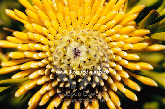 A close view of a drumstick flower, Isopogon anenonifolius. Barren Grounds National Park, New South Wales, Australia.