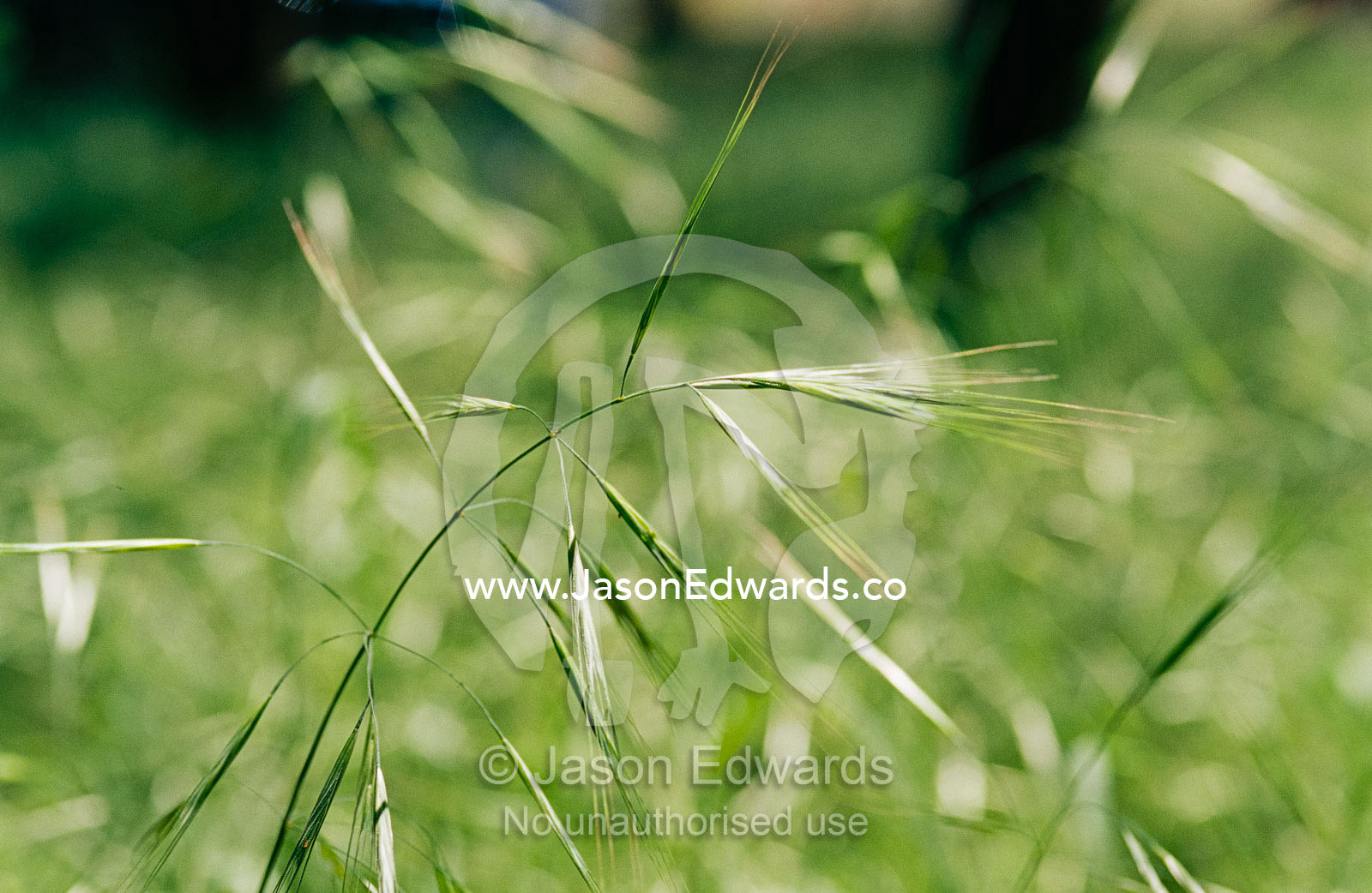 A close view of a seeding barley grass stalk. Jugiong, New South Wales, Australia.