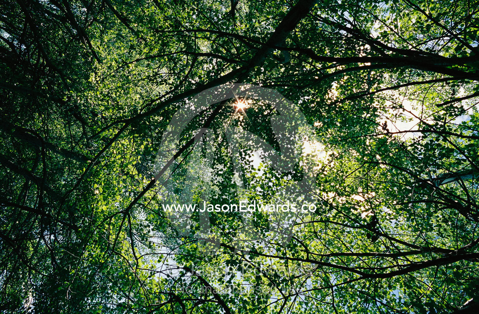 Dappled morning sunlight through a canopy of poplar trees. Jugiong, New South Wales, Australia.