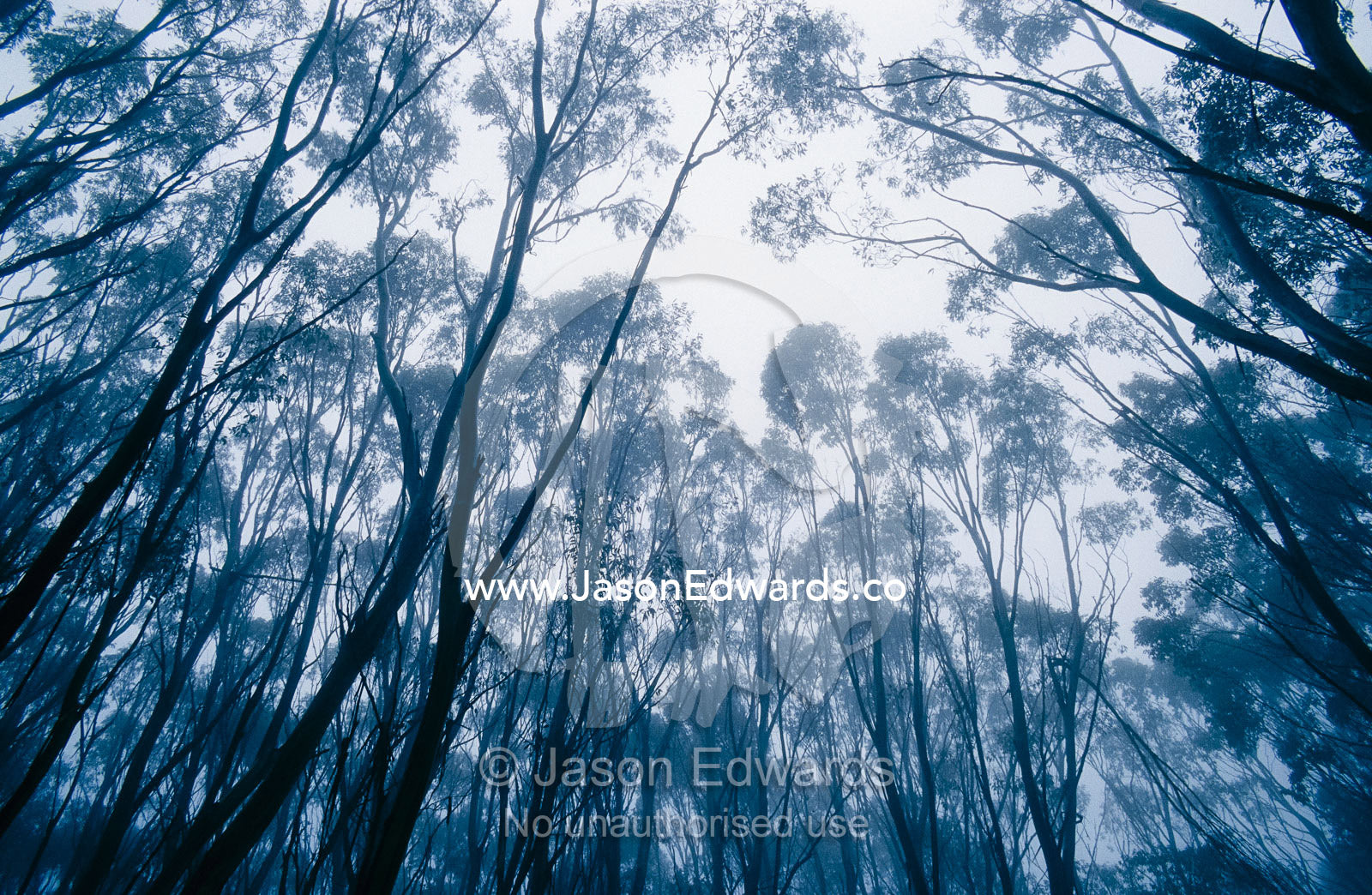 A mountain ash forest canopy shrouded in a mist cloud from a storm. Lake Mountain, Yarra Ranges National Park, Victoria, Australia.