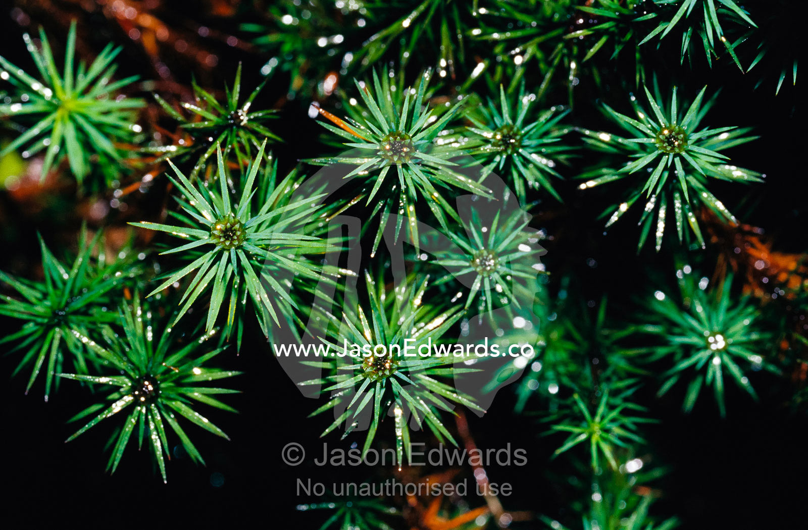 A close view of Dawsonia superba moss, Australia's tallest bryophyte. The Beeches, Yarra Ranges National Park, Australia.