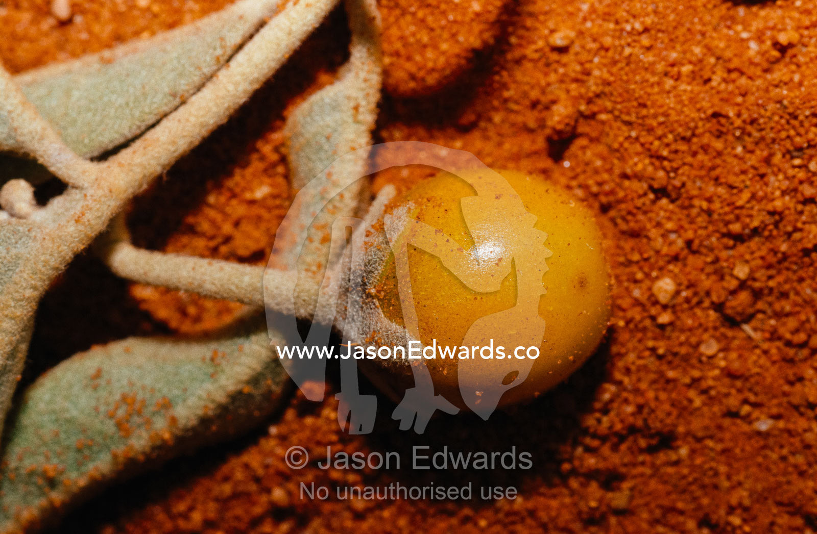 A close view of a "raisin," an Australian aboriginal food. Alice Springs Desert Park, Northern Territory, Australia.
