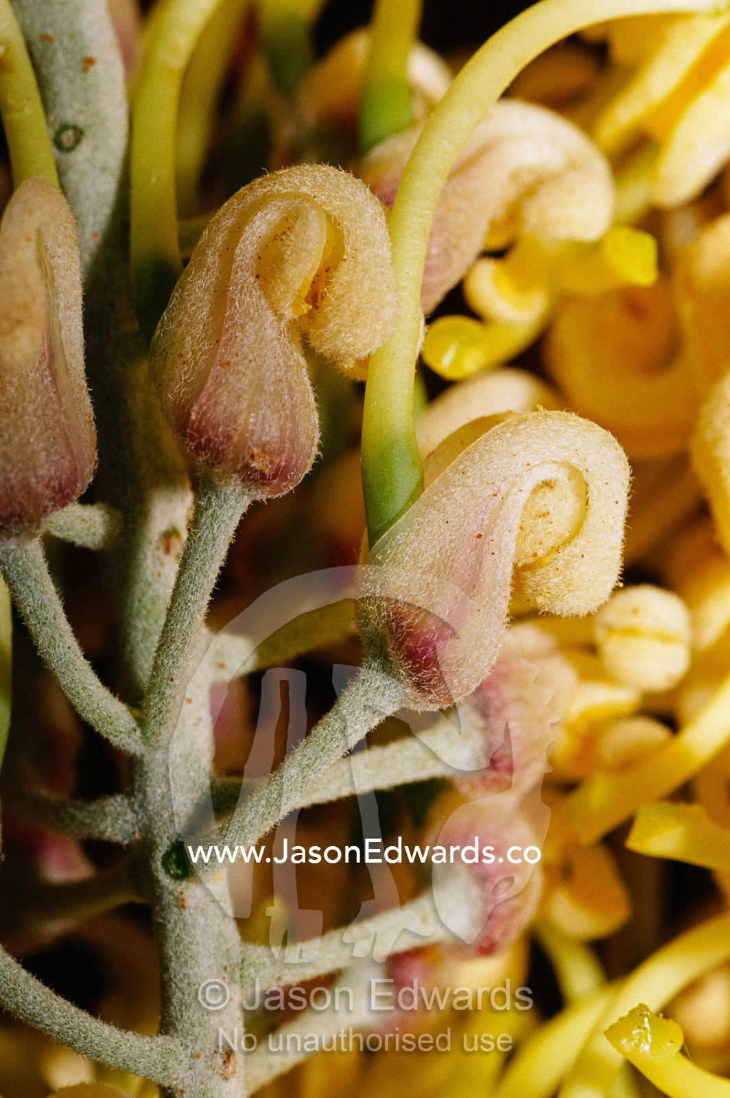 A close view of a corkwood hakea flower, Australian aboriginal food. Alice Springs Desert Park, Northern Territory, Australia.