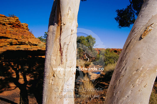 A close view of ghost gum tree trunks in a desert canyon. Watarrka National Park, Northern Territory, Australia.