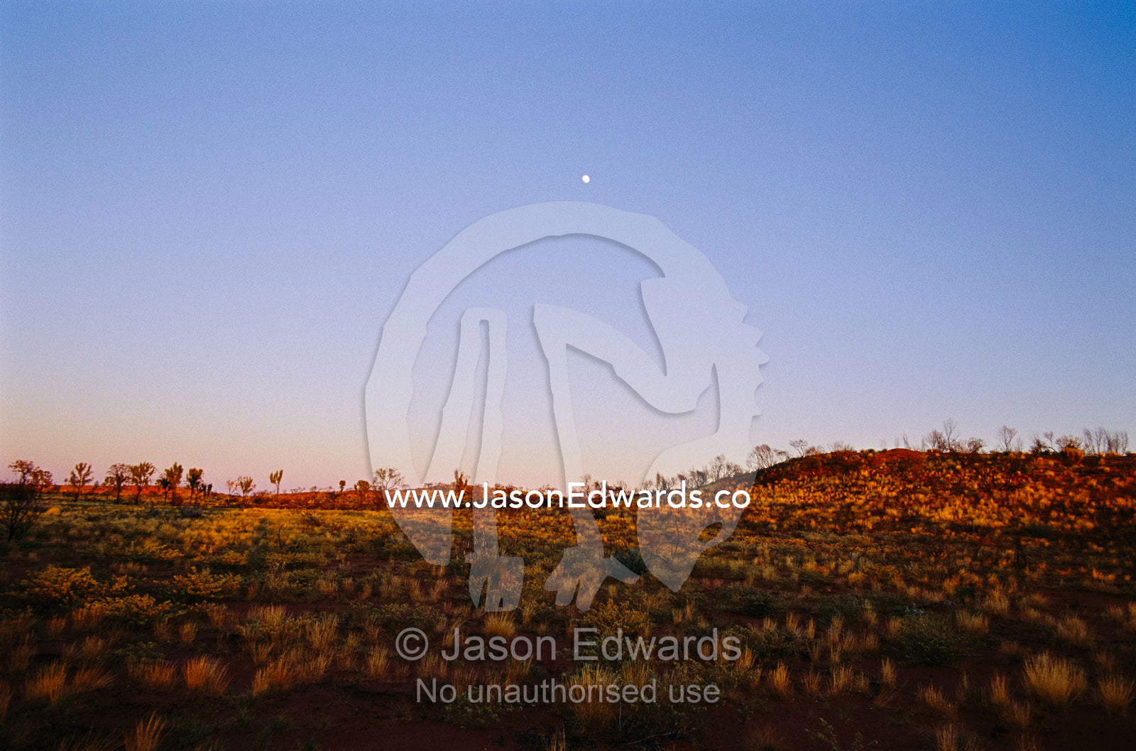 Moonrise over desert and spinifex grass. Uluru-Kata Tjuta National Park, Northern Territory, Australia.