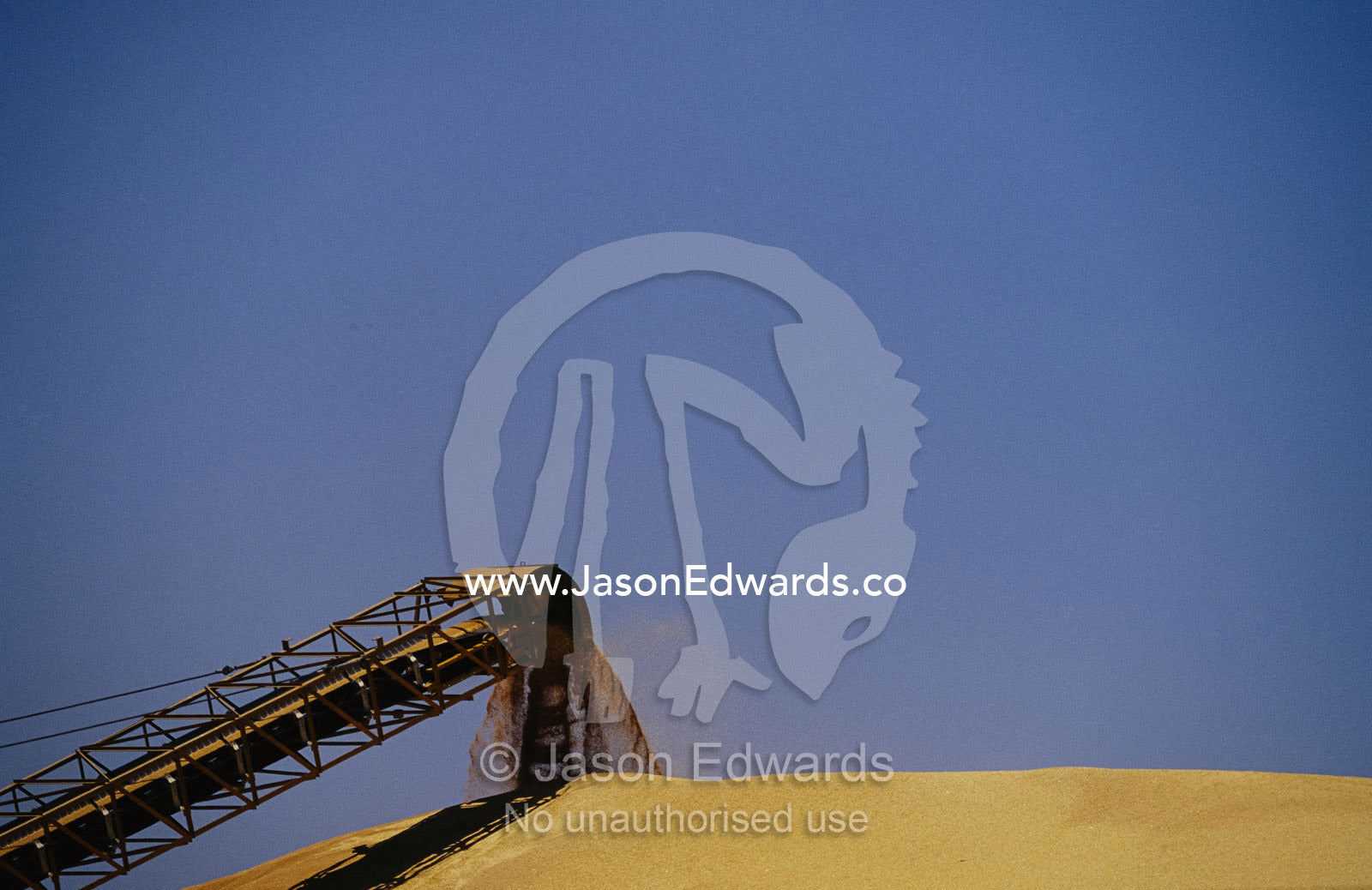 A conveyor belt loads wheat grain onto a storage mound in Moree. Moree, New South Wales, Australia.