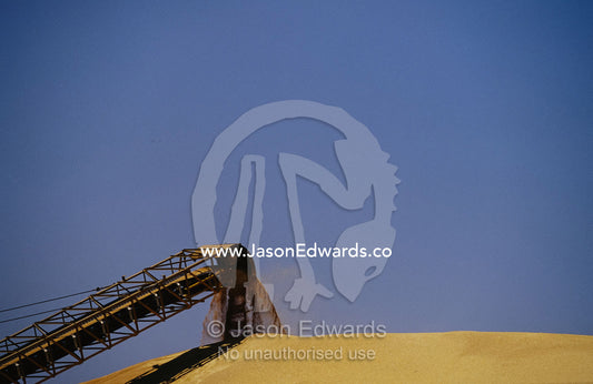 A conveyor belt loads wheat grain onto a storage mound in Moree. Moree, New South Wales, Australia.