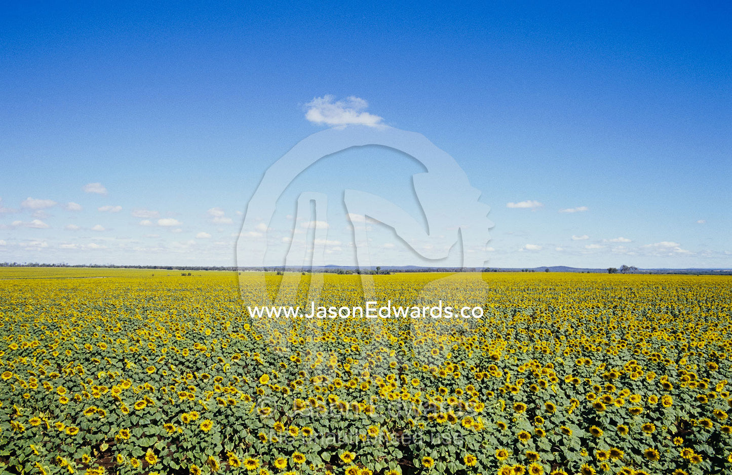 A field of sunflowers stretches to the horizon in Emerald, Queensland. Emerald, Queensland, Australia.