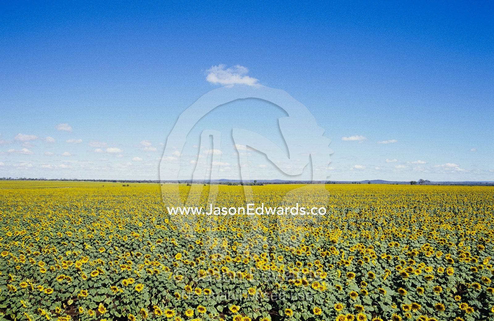 A field of sunflowers stretches to the horizon in Emerald, Queensland. Emerald, Queensland, Australia.