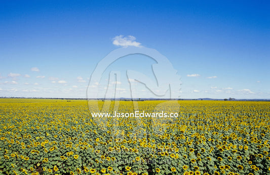 A field of sunflowers stretches to the horizon in Emerald, Queensland. Emerald, Queensland, Australia.