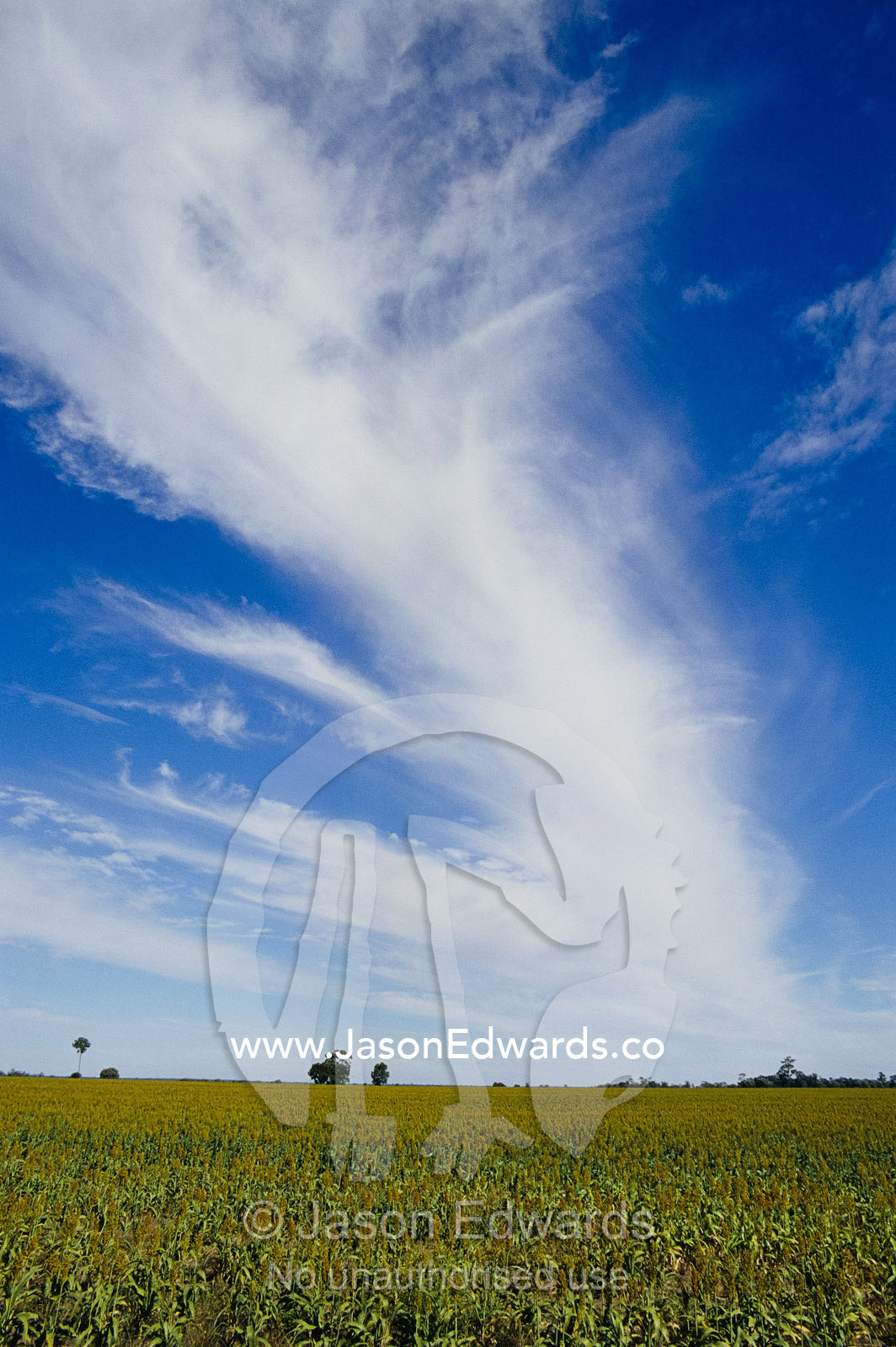 A sorghum field crop stretches to the horizon in Southern Queensland. Southern Queensland, Australia.