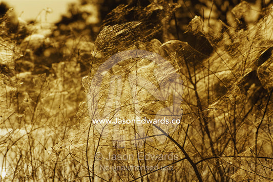 Spiderwebs on reed rushes in a wetland at sunset. Rockhampton, Queensland, Australia.