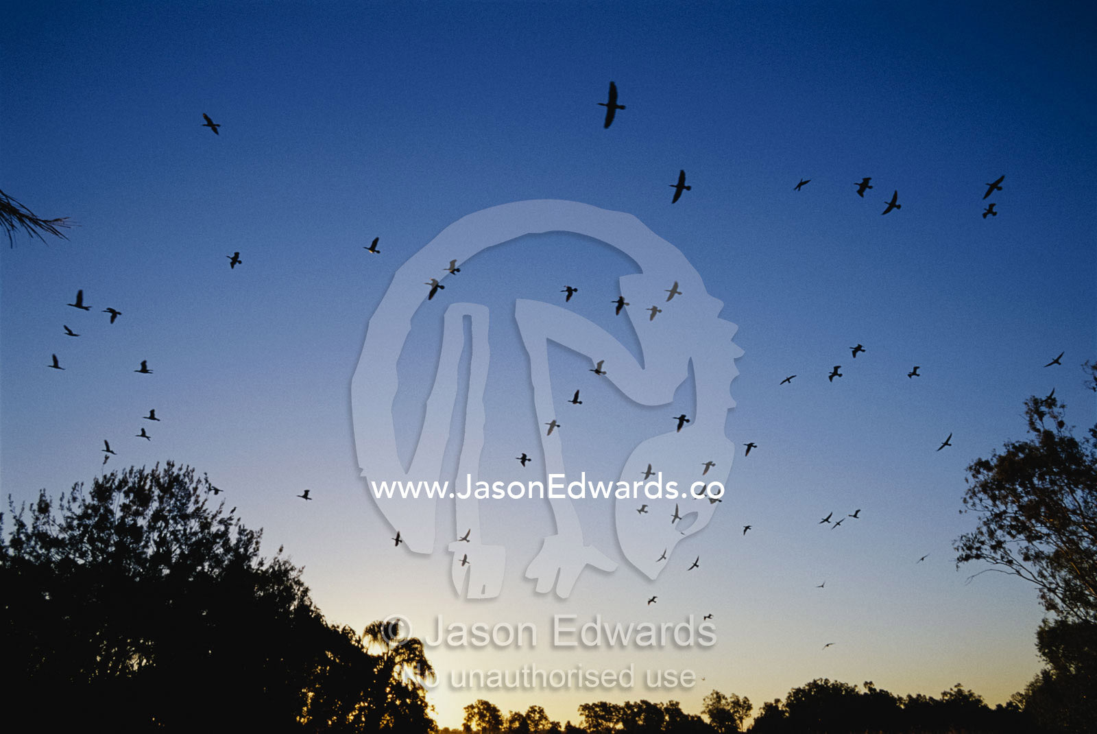 A flock of great black cormorants in flight at sunset. Murray Lagoon, Fitzroy River, Rockhampton, Queensland, Australia.