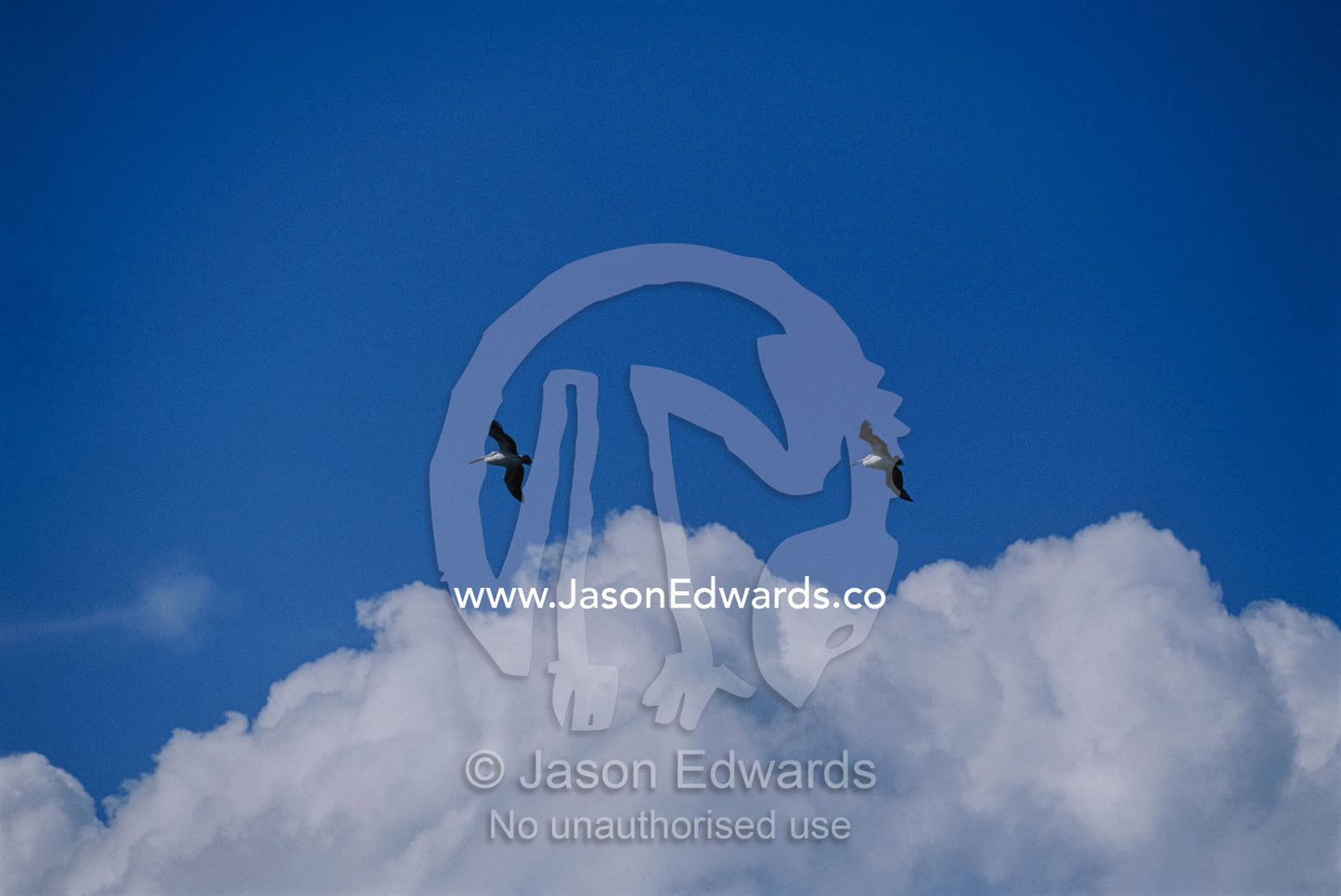 A pair of Australian pelicans flying in a blue sky. Eden, New South Wales, Australia.