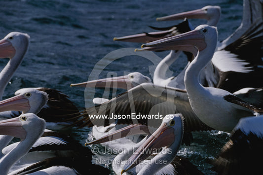 A group of Australian pelicans sitting in water and flapping wings. Eden, New South Wales, Australia.